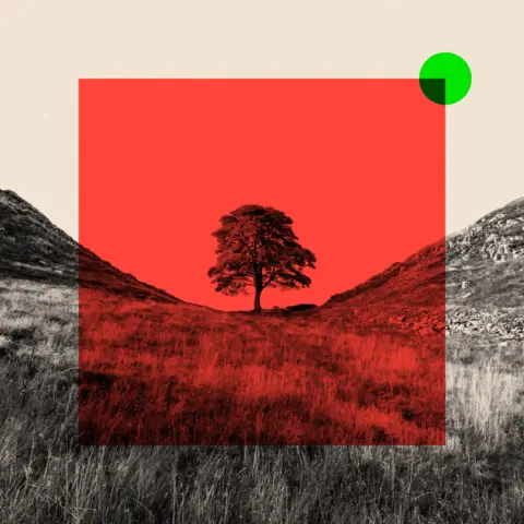 BBC A treated image of the Sycamore Gap Tree