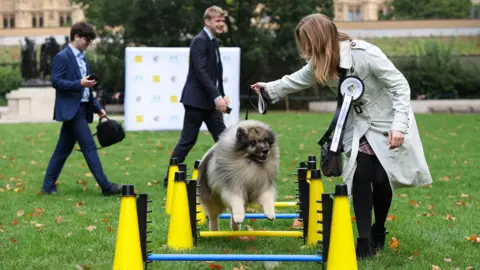 Kieran Cleeves/PA Media A small fluffy dog with dark brown fur around its face and cream fur on its body is leaping over a set of yellow-coloured hurdles on a grassy area. The dog's owner, who is a blonde woman in a white coat, is standing next to him. She has a white rosette pinned to her coat.