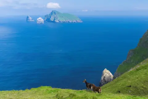 Getty Images Two Soay sheep standing on a grassy area at a cliff overlooking the sea and island and sea stacks in St Kilda.