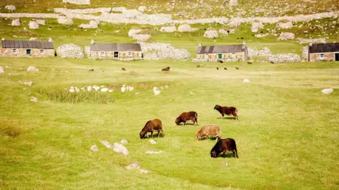 Getty Images Four brown Soay sheep grazing on a large grassy area below cottages on Hirta.