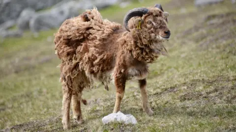 Getty Images A Soay sheep with a rough brown fleece standing on a grassy area.