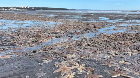 PA Media Thousands of dark starfish piled on top of each other along a beach front. Buildings can be seen in the background and a couple of people stand looking at the starfish