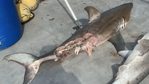 NSW Department of Primary Industries A great white shark, which is missing chunks of flesh, on a boat deck