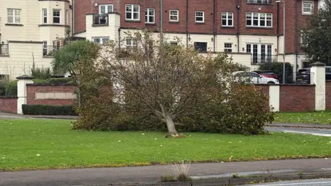 A tree that has fell over