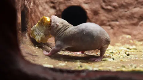 Chicago Tribune via Getty Images The image shows a naked mole rat - a small, pink rodent - in an undeground burrow eating a chunk of corn on the cob. 