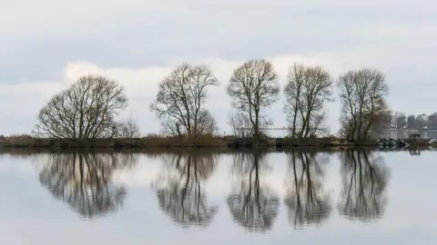 Getty Images Row of five trees, without leaves, reflected in the waters of Lough Neagh