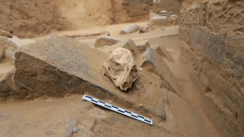 Ziyi Li and Wenquan Fan The skull of a leopard cat sits on a block of stone surrounded by sand. A ruler is placed in front of the skull so show its size.