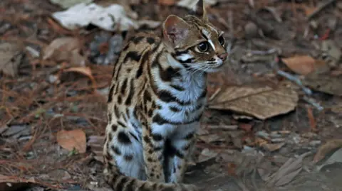 Getty A small leopard spotted wild cat crouches on a bed of leaves looking away from the camera