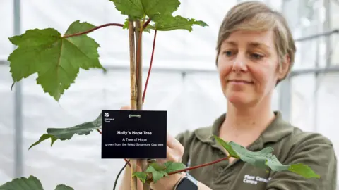 National Trust/James Dobson Juliet Stubbington is fixing a black label reading Holly's Hope Tree to one of the saplings. Juliet has straight short hair and is wearing a khaki t-shirt and a smart watch. 
