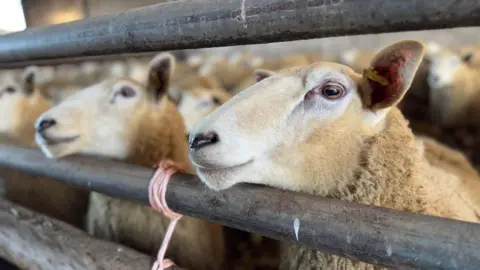 Sheep are standing close to each other in a pen. Some of the sheep have their heads resting on a metal bar. 