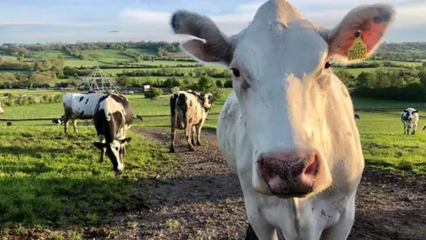 Getty Images Glastonbury's cows
