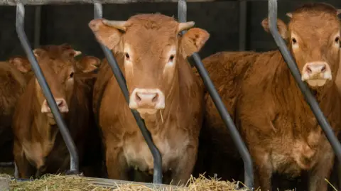 Getty Images Three brown cows in a stable.