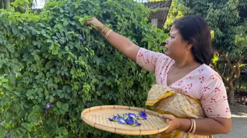 Phungjwa Brahma Nilam Brahma  reaches into a vine to pick the butterfly pea flowers. She is wearing a pink and yellow sari. 