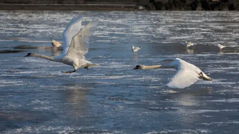 Pacemaker Two geese are flying slightly above a frozen lake at the Waterworks park in north Belfast. In the distance are a number of small birds standing on top of the thin sheet of ice.