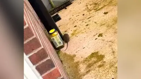 Local representatives have also had reports of rodents in residential areas