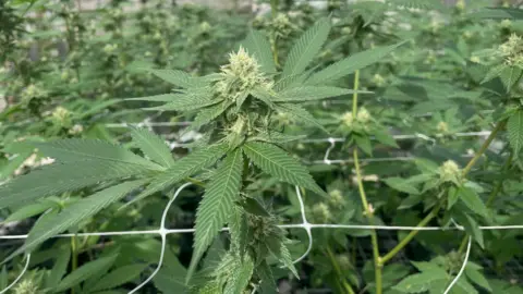 Gemma Handy Cannabis plants growing at Pineapple Road farm in Antigua