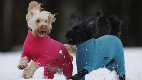 PA Media Cockapoo Luna (left) and Daisy play in the snow during a walk at Sixmilewater Park in Ballyclare, Northern Ireland.