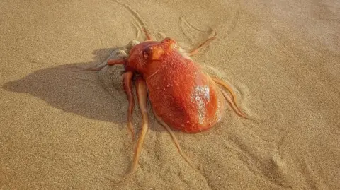 Gareth Davies A bright orange octopus rests on a sandy beach. Its tentacles are flailing in different directions.