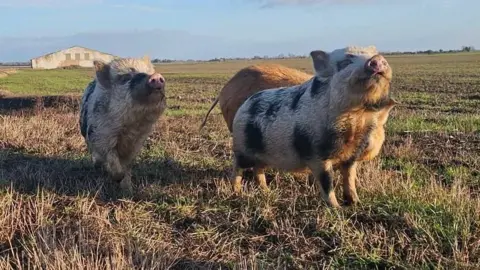 Shelley Munns Three pigs are trotting through a stubbly, muddy field. Two look like they are light in colour with black spots and one is ginger. There is a farm building in the background.